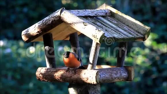 鸟雀在鸟屋里吃东西视频的预览图