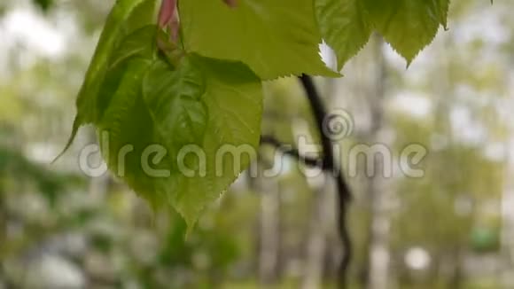 绿色鲜叶青柠树林登自然背景林在春天静态摄像机1080全高清视频视频的预览图