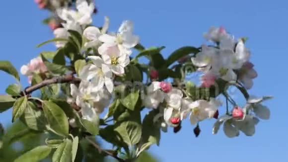 苹果花开晴天春天的心情春天公园里的开花树视频的预览图