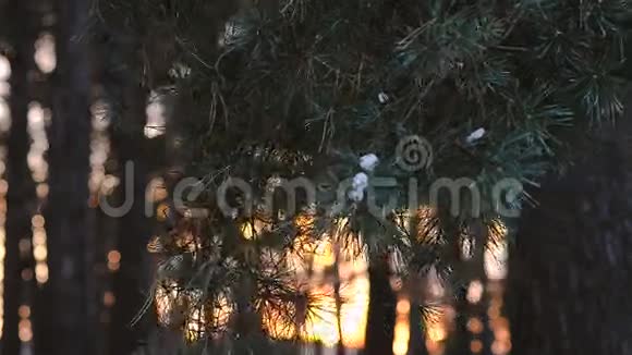 雪在松枝上美丽的松枝在日落时摆动着风冬日的晚林在阳光的映衬下视频的预览图