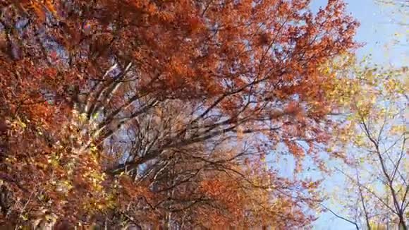 秋日树梢的盘踞镜头阳光明媚的日子树叶变幻视频的预览图