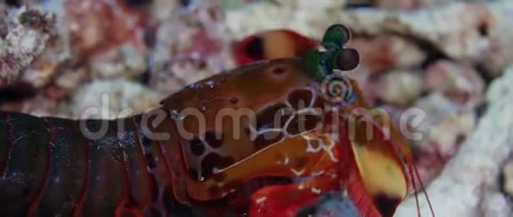 关闭孔雀螳螂虾视频的预览图