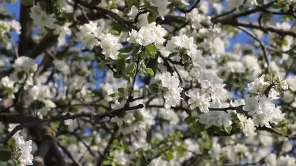 苹果花开晴天春天的心情春天公园里开花的树视频的预览图