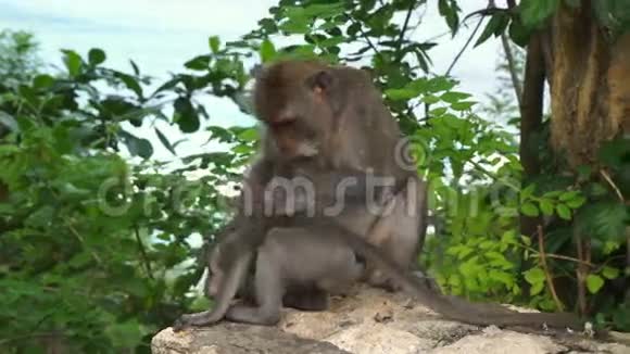 猴妈妈在巴厘岛给孩子梳洗视频的预览图