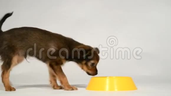 小狗玩具猎犬从碗里吃视频的预览图