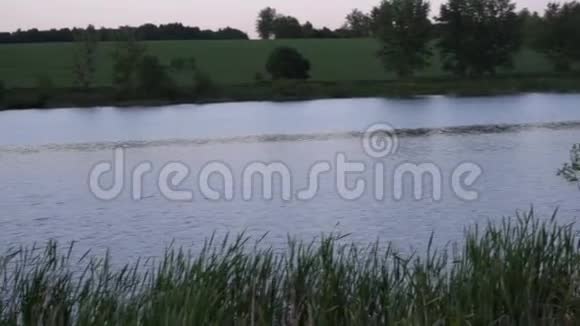 风景河流上的涟漪在高大的草地前在背景树上视频的预览图