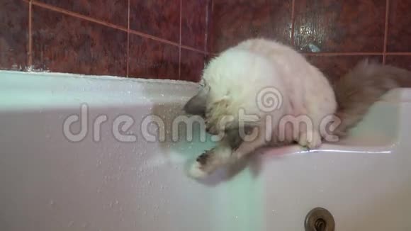 家庭西伯利亚猫饮水和探索涓涓细流的慢动作视频视频的预览图