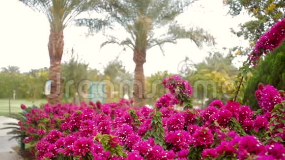 酒店内美丽的红花和棕榈树视频的预览图