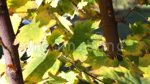 黄绿色和橙色叶子的枫树视频的预览图