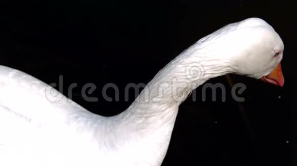 天鹅在湖中喙视频的预览图