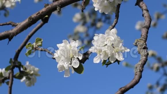 苹果花开晴天春天的心情春天公园里开花的树视频的预览图
