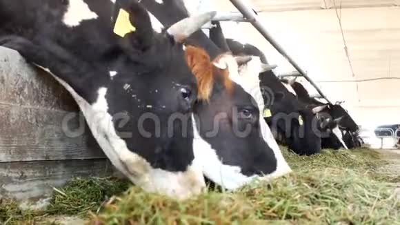 农场上的奶牛吃草摊位上的青贮特写农场上的奶牛农业工业视频的预览图