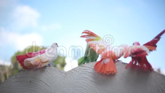 美丽的彩色鸽子坐在天空背景上的鸽子视频的预览图