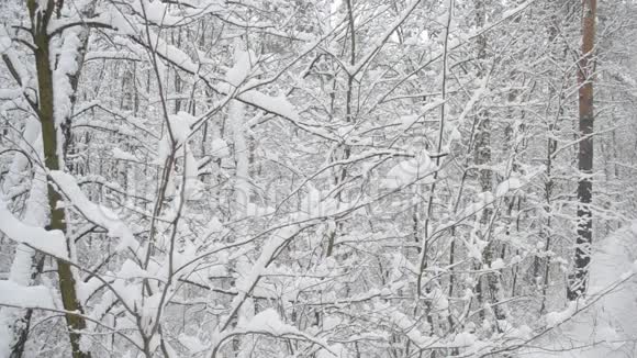 在森林里下雪雪堆有时落下视频的预览图