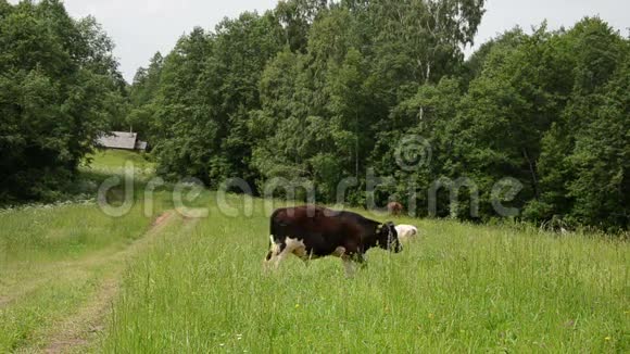公牛放牧路房子视频的预览图