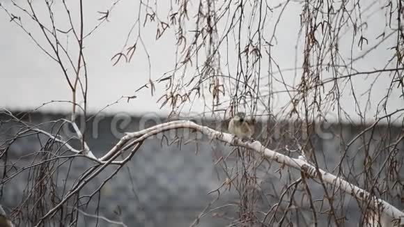 麻雀在无叶的桦树上抽动视频的预览图