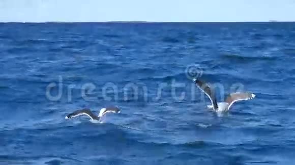 一群饥饿的海鸥潜水为死鱼而战视频的预览图