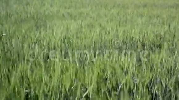 绿色麦田波浪由夏风自然移动绿色背景全高清视频的预览图