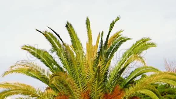 在阳光明媚的夏日明亮的绿色棕榈叶在微风中摇曳视频的预览图