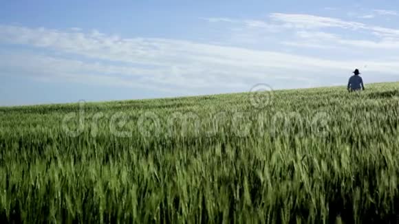 步行农民离开风绿麦田的蓝天背景全高清视频的预览图