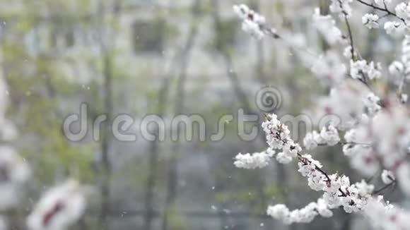 春暖花开的水果园里降雪视频的预览图