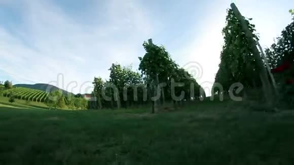 带着风景和背景的日落驱车穿过葡萄园的镜头视频的预览图