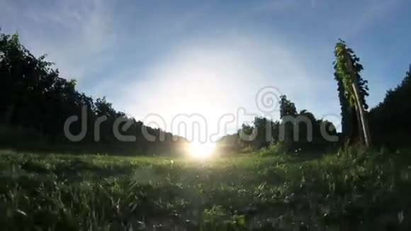 在背景中带着夕阳穿过葡萄园的镜头视频的预览图