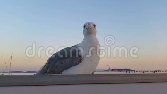 海鸥在屋顶上四处张望视频的预览图