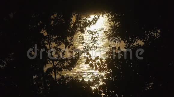 透过树叶的剪影反射光线视频的预览图