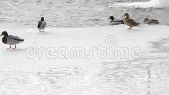 许多野鸭在冰上行走跳进水里视频的预览图