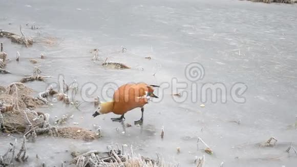 鲁迪谢尔德克在冰冻的池塘边散步视频的预览图