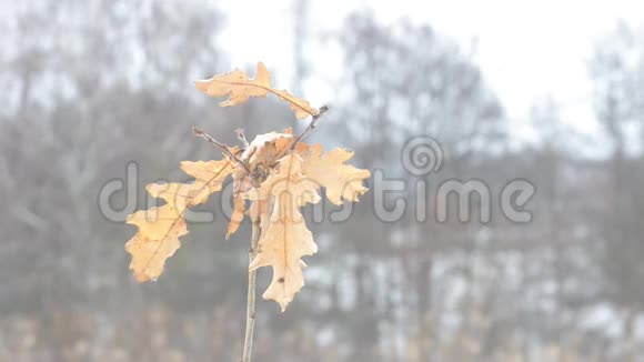 美洲栎普通的小橡树被风吹动视频的预览图