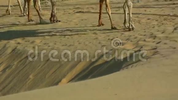 骆驼车队视频的预览图