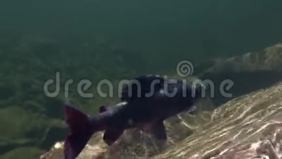灰鱼钩在水下在坦尼克山河钓鱼视频的预览图