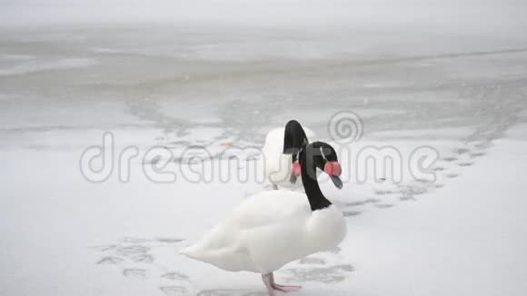 两只黑颈天鹅走在雪地上视频的预览图