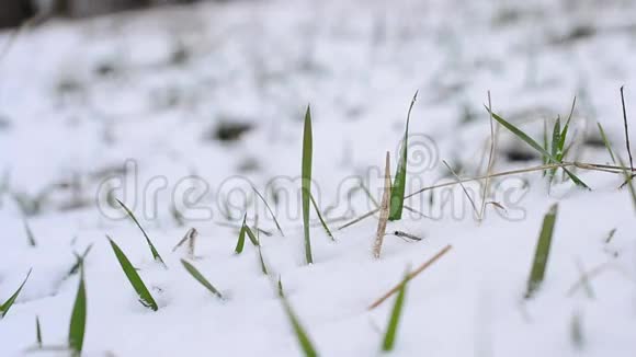雪落在绿草上有草叶视频的预览图