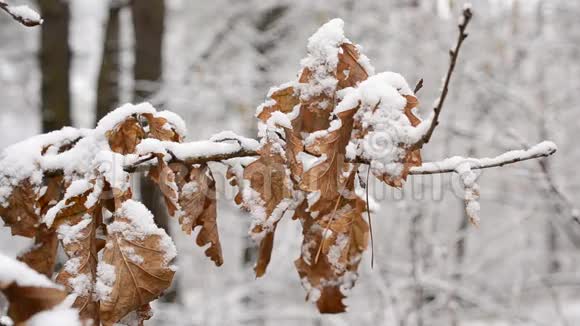 冬天的雪落在英国橡木干叶上视频的预览图