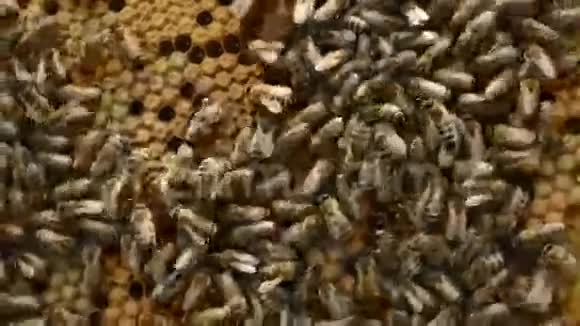 蜜蜂在蜂窝的夏季时间视频的预览图