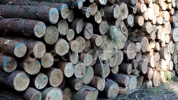 一堆木头一大堆原木视频的预览图