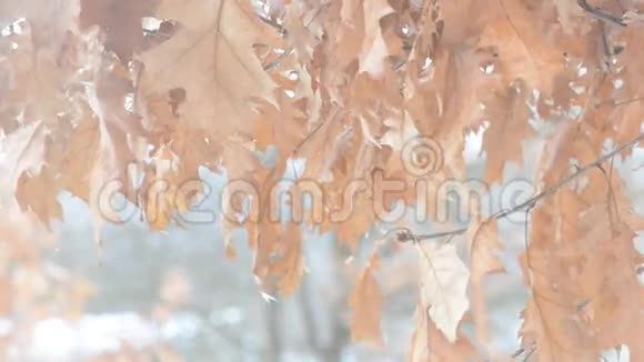 北部红橡树的老干棕色叶子视频的预览图