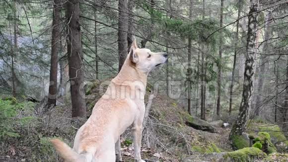 狗在山林中嗅着空气奔跑视频的预览图