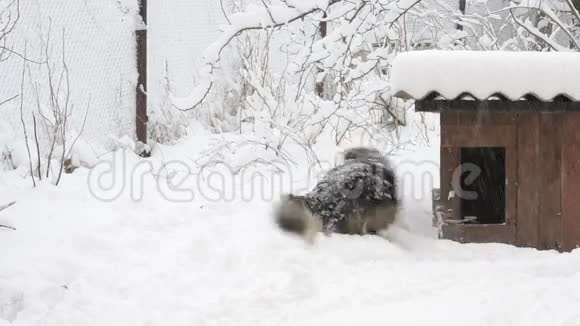 狗舍附近雪地里的活动狗跑完架视频的预览图