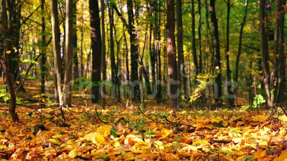 秋天的树叶落在公园里无缝环视频的预览图