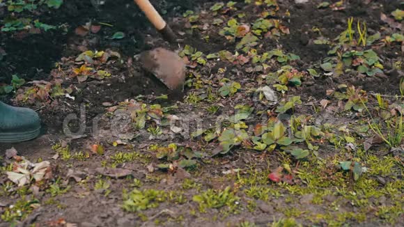 一个女人在花园里工作用一把锄头把地上的草擦干净视频的预览图