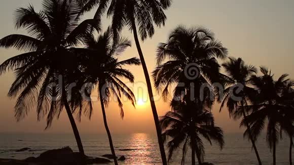 夕阳下的五棵棕榈树剪影视频的预览图