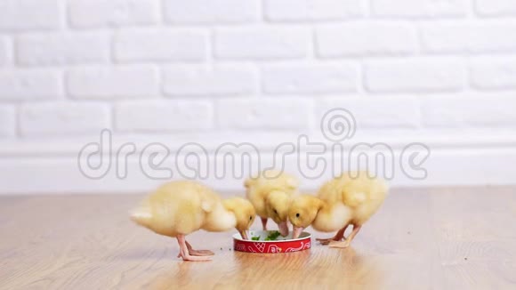 三只小黄鸭从盘子里喝水印花白色背景视频的预览图