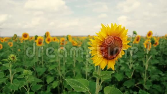 一片向日葵的田野一阵微风一朵美丽的花在前景在焦点花的头视频的预览图