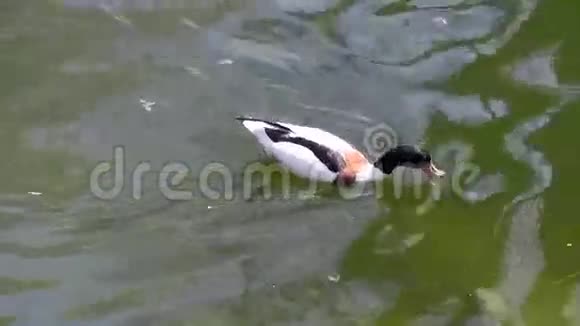鸭子漂浮在水面池塘上视频的预览图