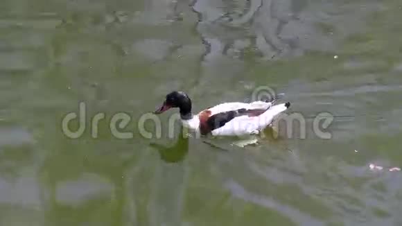 鸭子漂浮在水面池塘上视频的预览图