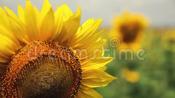一片向日葵的田野一阵微风一朵美丽的花在前景在焦点花的头视频的预览图